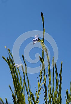 Blue flower of perennial blue Flax Alpine flax Linum perenne on sky background, selective focus