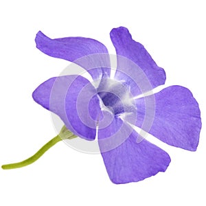 Blue flower of periwinkle, lat. Vinca, isolated on white background