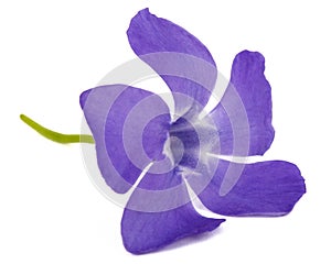 Blue flower of periwinkle, lat. Vinca, isolated on white background