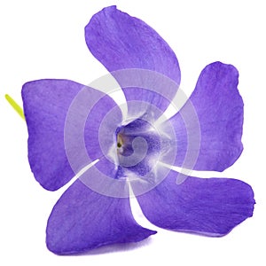 Blue flower of periwinkle, lat. Vinca, isolated on white background