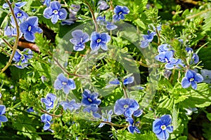 Blue flower Persian speedwell or Veronica persica