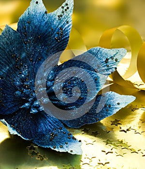 Blue flower poinsettia