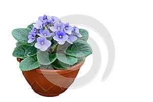 Blue flower in pot, houseplant isolated on white photo