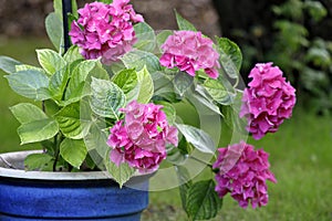 A blue flower pot with pretty lila hydrangea blossoms photo