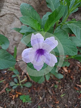 Blue flower purple flower photo