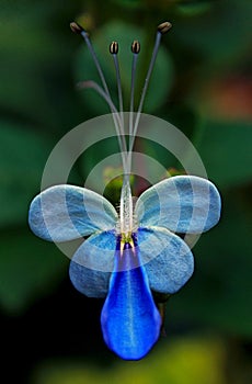 Blue flower of Rotheca myricoides 'Ugandense' (Blue Butterfly Bush or Blue Glory Bower)