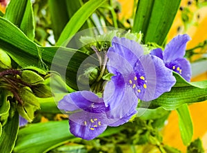 Blue flower Spider Web or Spider Lily in Ukraine. Its Latin name Tradescantia is native to North and South America