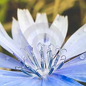 blue flower stem dew droplets