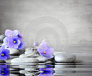 Blue flower and stone zen spa on grey background