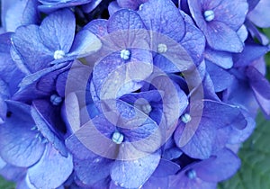 Blue Flower Summer Close up