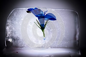 Blue Flower Trapped in Ice Cube