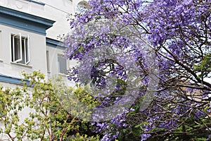 Blue flower tree blooming at the Lombard street