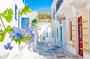 Blue flower with typical greek street background, Lefkes