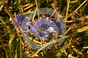 blue flower of uncultivated chicory