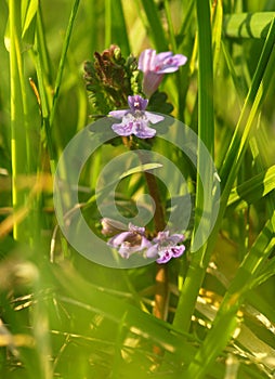 Blue flower Veronica officinalis herbaceous perennial of medical plant in grass on meadow near forest with green leaves and stem a