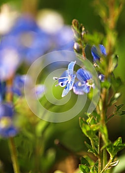Blue flower Veronica officinalis herbaceous perennial of medical plant in grass on meadow near forest with green leaves and stem a