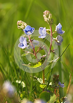 Blue flower Veronica officinalis herbaceous perennial of medical plant in grass on meadow near forest with green leaves and stem a