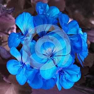 Blue flower on a violet background. Authorization 4 to 4