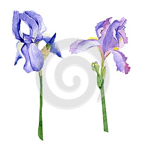 Blue flower watercolor illustration. Hand painted botanical illustration isolated on white background.