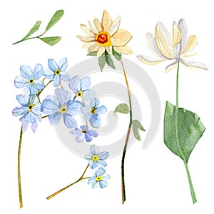 Blue flower watercolor illustration. Hand painted botanical illustration isolated on white background.