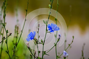 Blue flower, wild chicory blue background beauty in nature