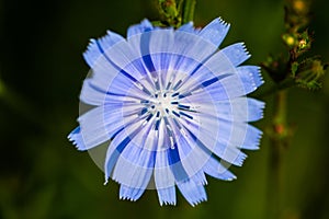 Blue flower, wild chicory blue background beauty in nature