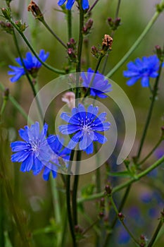 Blue flower, wild chicory blue background beauty in nature