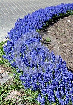 Blue flowerbed