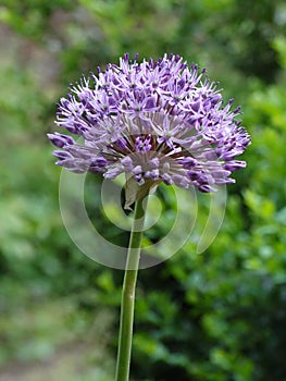 Blue-flowered garlic photo