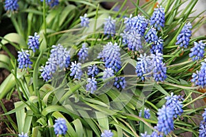 A blue-flowered lupine, bluebonnet on a background of green grass