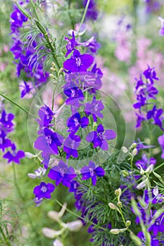 Blue flowering blue monkshood