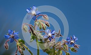 Blue flowering borage grows against a blue sky. The sun is shining. It\'s spring