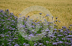 Blue flowering bundle and yellow mustard as a forage belt along a wheat field for bees and insects. The landscape is more varied