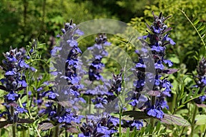 Blue flowering flower clusters of upright bugle, latin name Ajuga genevensis, sunbathing in may sunshine.