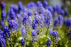 Blue flowering Grape Hyacinths muscari spring flowers. selective focus. close up