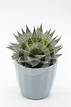 Blue flowerpot with an Aristata Aloe on white background