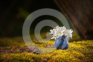 Blue flowerpot with white springflowers