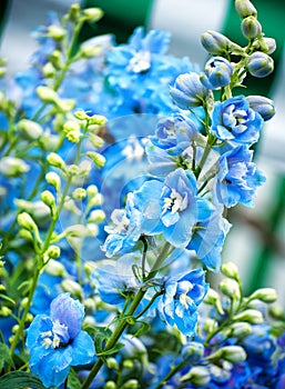 Blu fiori 