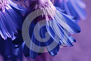 Blue Flowers