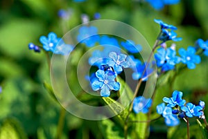Blue flowers