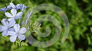 Blue Flowers