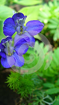 Blue flowers