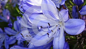 Blue flowers of African lily