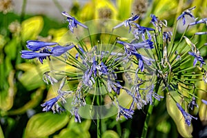 Blue flowers of Agapanthus Campanulatus or African Lily Blue in