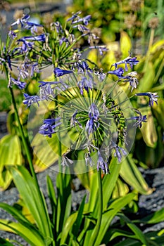 Blue flowers of Agapanthus Campanulatus or African Lily Blue in