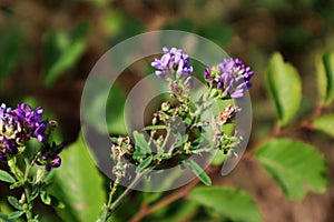 Blue flowers of Alfalfa (Medicago sativa)