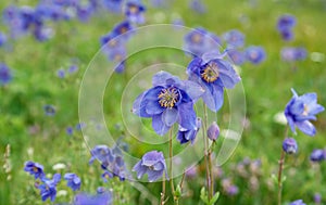 Blue flowers of Alpine meadows of Altai. Close-up