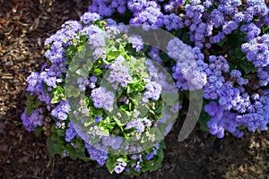 Blue flowers asteraceae ageratum houstonianum aloha blue