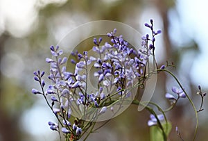 Blue flowers of the Australian native climber the Love Creeper Comesperma volubile, family Polygalaceae photo