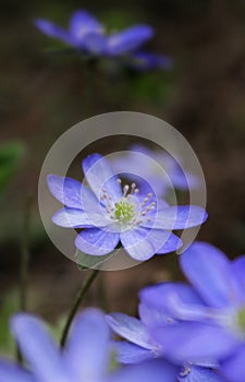 blue flowers on a background of green grass, beautiful natural background, spring, delicate petals